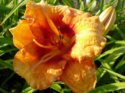 Hemerocallis - Klik op de afbeelding om het venster te sluiten